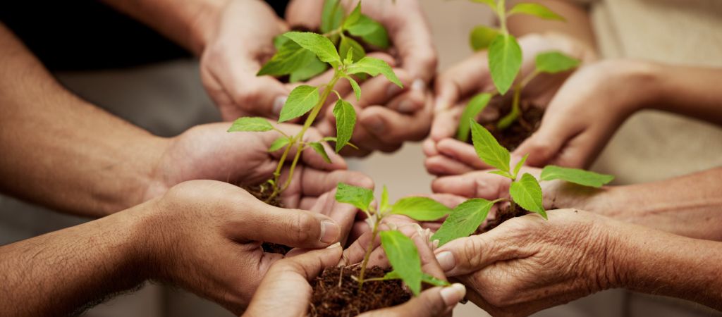 Different Age Hands Holding Seedlings A circle of hands from people of various ages holding seedlings.